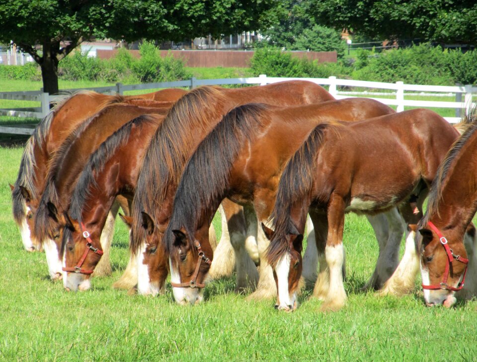 Row yearlings young