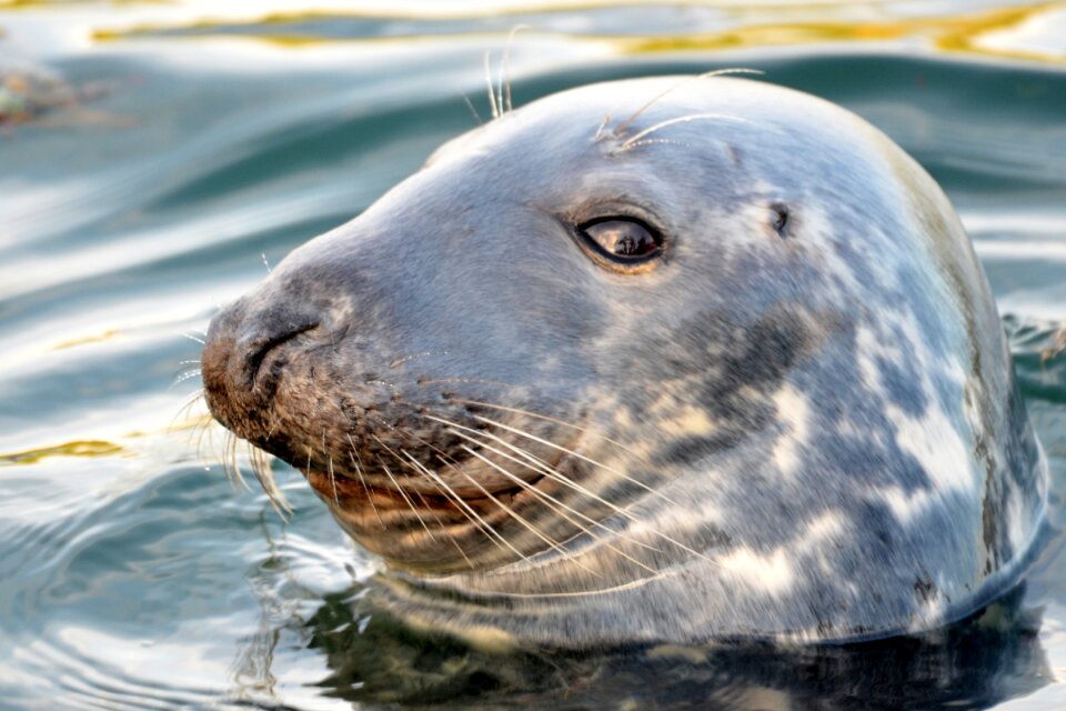 Nature animal meeresbewohner