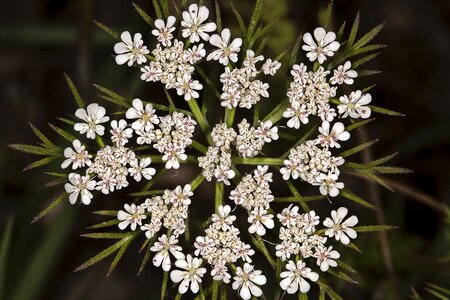 Wildflowers flowers anthi