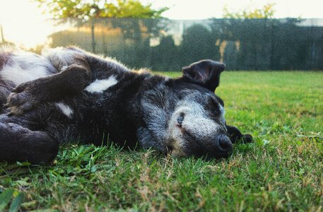 Dog domestic field photo