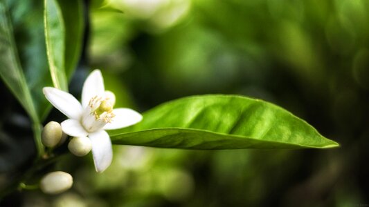 Tree green blossom photo