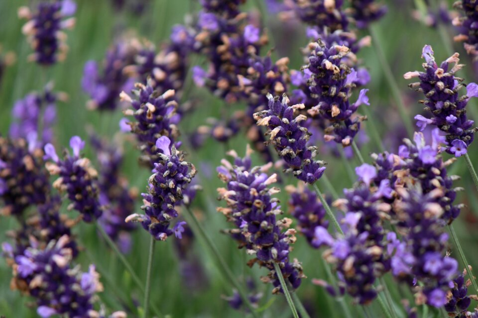 Smell purple garden