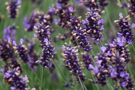 Smell purple garden photo