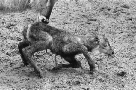 Geboorte waterbok in Artis, Bestanddeelnr 934-0519