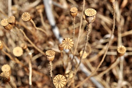 Seed capsules faded deco