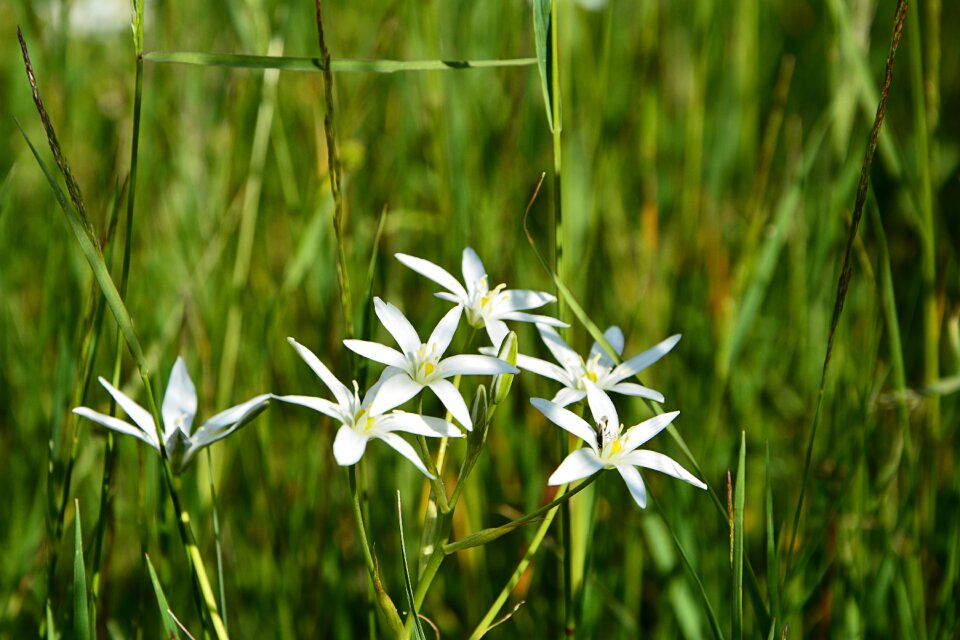Spring flowers plant flowers