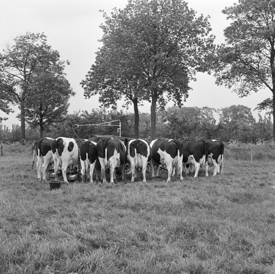 Gebouwen, stallen, schuren, koeien, melken, melkmachines, Bestanddeelnr 165-0829