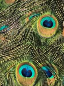Pen bird plumage