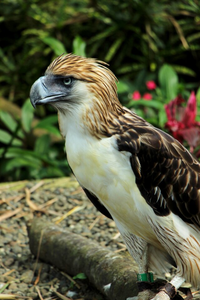 Davao eagle eagle eagles