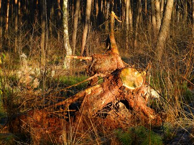 Nature forest dead wood