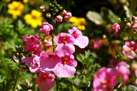 Pink bucket flower balcony plant photo