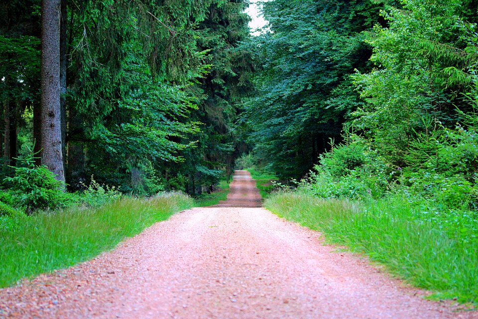 Mixed forest trees nature