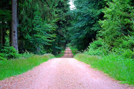 Mixed forest trees nature photo