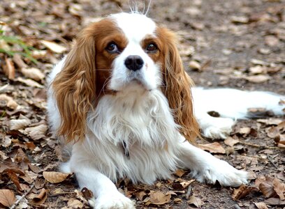Dog small purebred dog