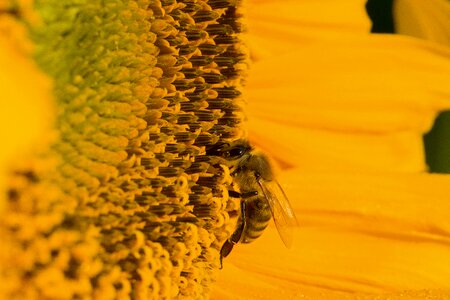 Summer yellow bee