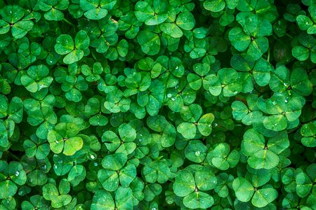 Vegetation background greenery