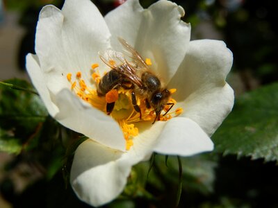 Nature honey bee pollen