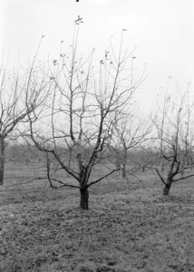 Geent op arma boelens op type XI, Bestanddeelnr 162-1024