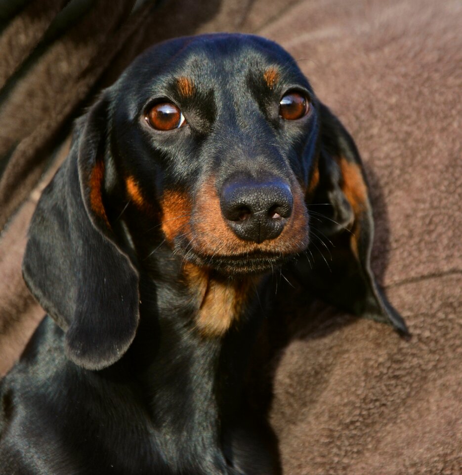 Pet fur young animal