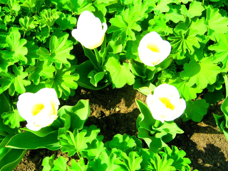 Gefüllt blühende frühe Tulpe Tulipa