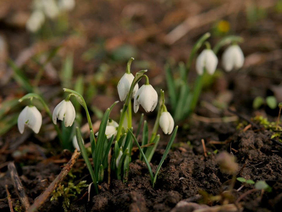 Gefuelltes Kleines Schneeglockchen Roscheiderhof H6a