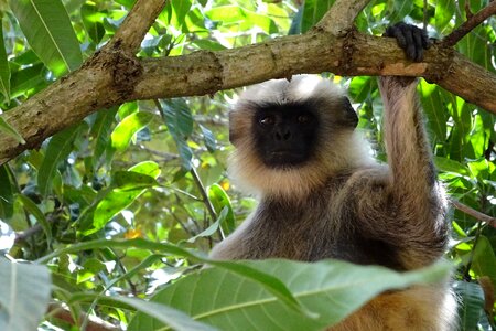 Gray langur hanuman langur old world monkey photo