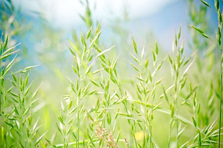Forage grass festuca pratensis grass