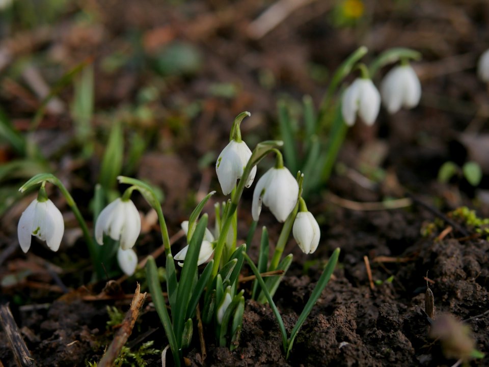 Gefuelltes Kleines Schneeglockchen Roscheiderhof H5a