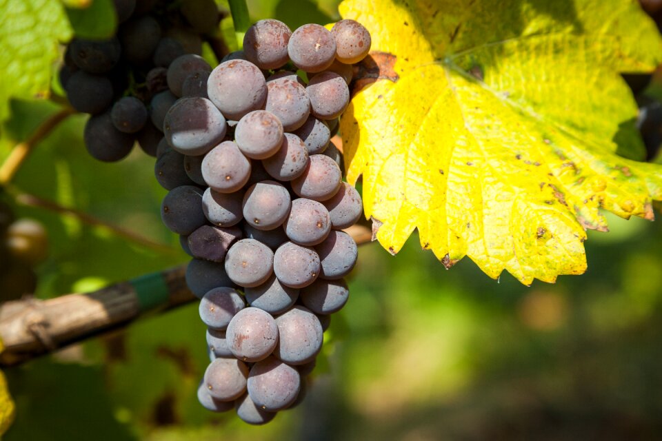 Wine leaf autumn grapes