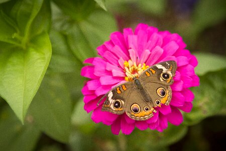 Flowers butterfly butterfly on flower photo