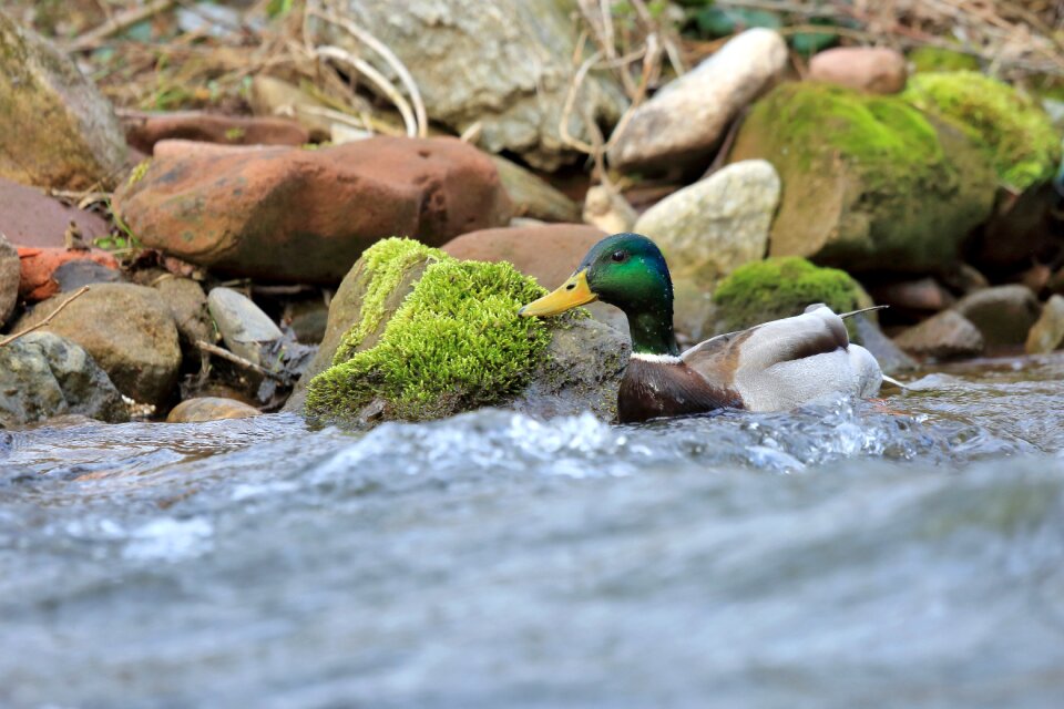 Nature bird wild birds