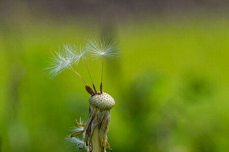 Macro seeds flying seeds