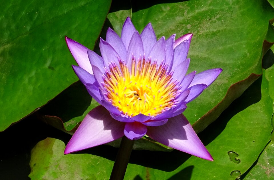 Tropical day-blooming waterlily
