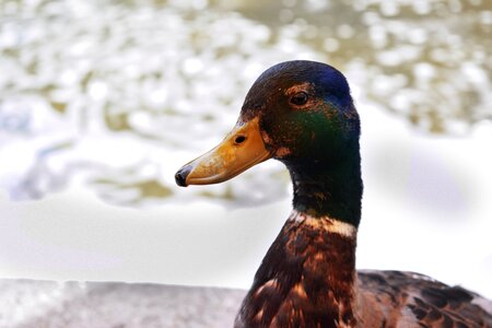 Water bird nature waters photo