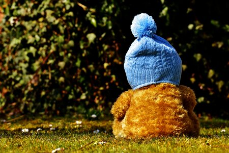 Bear bears stuffed animal