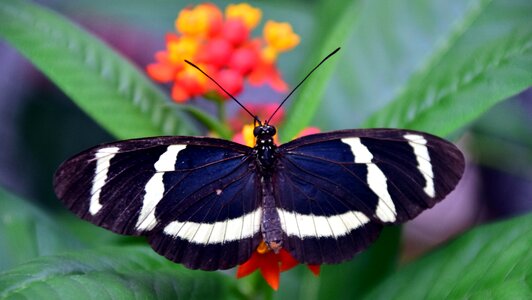 Tropical insect wing