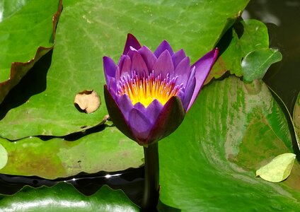 Tropical day-blooming waterlily photo