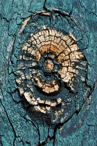 Close up structure tree