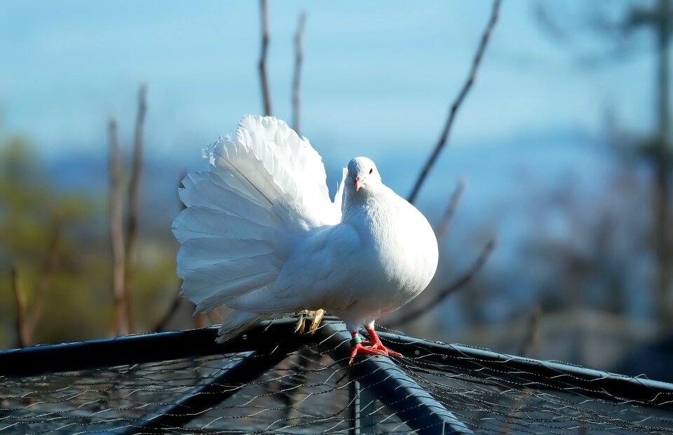 Bird beautiful romantic