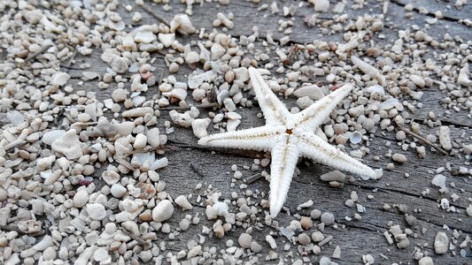 Macro gray beach gray stars