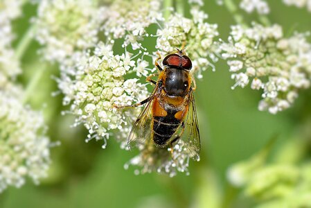 Insect mud bee animal