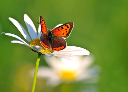 Common blue red insect