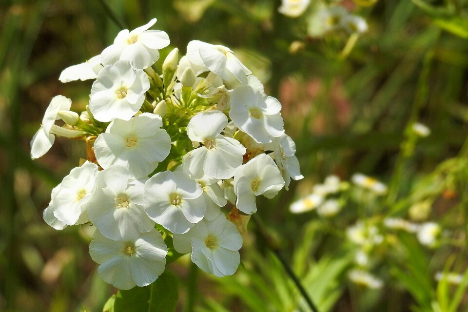 Blossom bloom flower photo