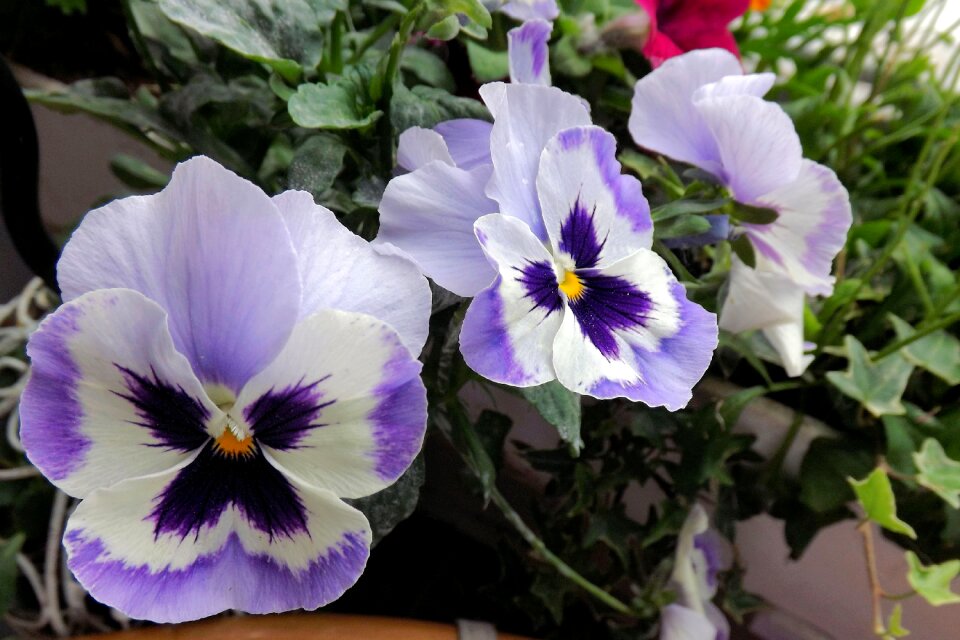 Blue flowers flower bed