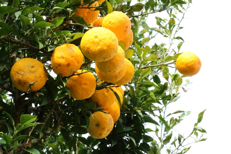 Clementine wood fruit