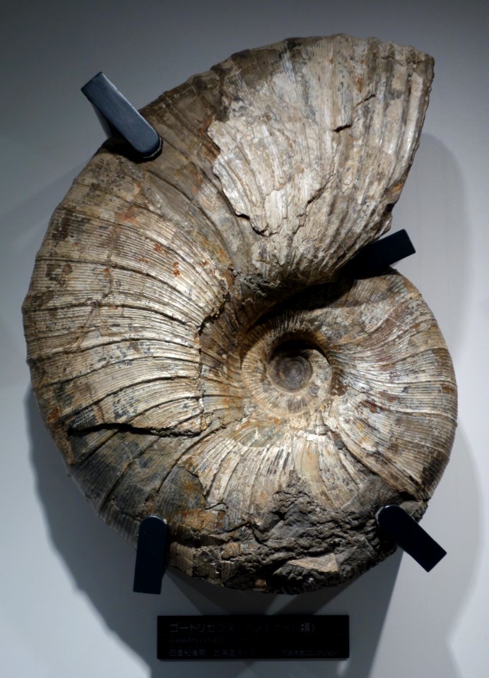 Gaudryceras intermedium - National Museum of Nature and Science, Tokyo - DSC06951
