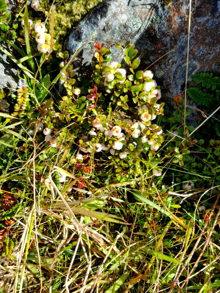Gaultheria depressa depressa 111378908