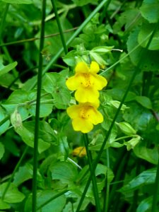 Gauklerblume Wildniscamp