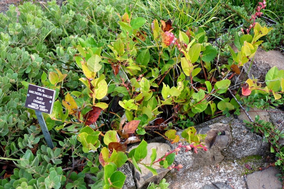 Gaultheria shallon - Regional Parks Botanic Garden, Berkeley, CA - DSC04505