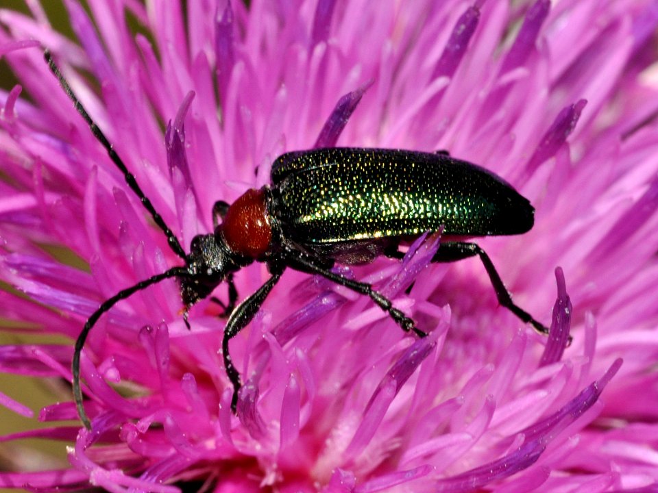 Gaurotes-virginea-04-fws